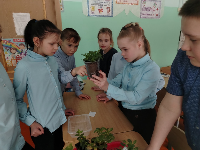 "Клумба на окошке"..